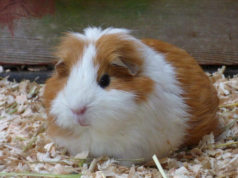 モルモットとふれあうこともできます