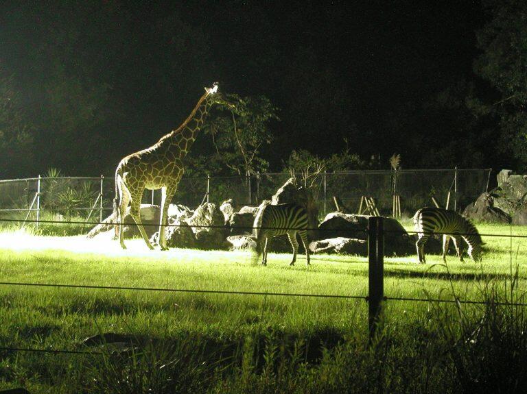 毎年8月頃から開催される夜の動物公園「のいちdeナイト」