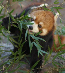 温帯の森」には、園内で人気の高いレッサーパンダをはじめ、アメリカビーバーやカリフォルニアアシカなどが暮らしています