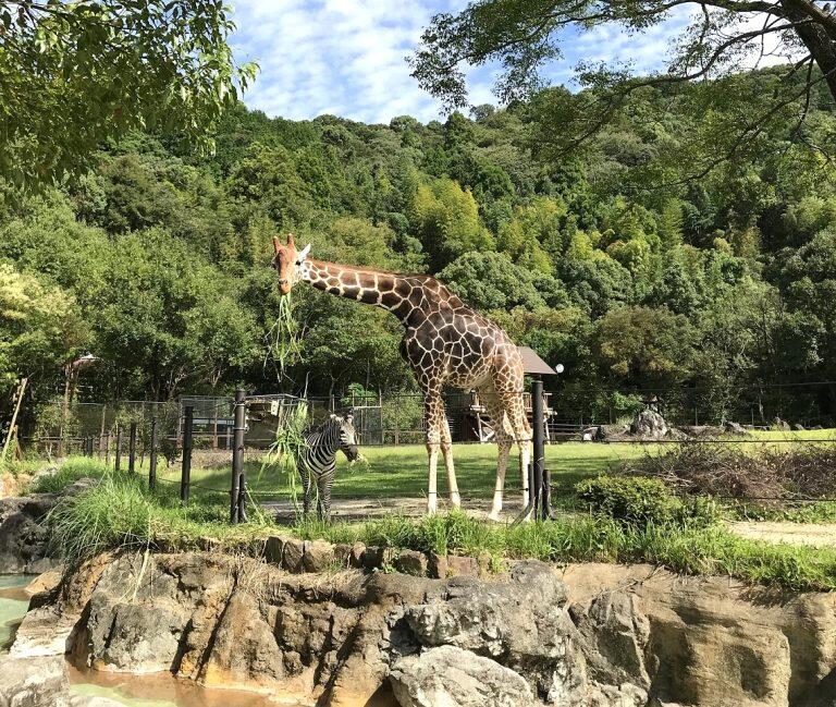 キリンやシマウマなどの大型草食動物と鳥類が一緒にのんびりと過ごしています
