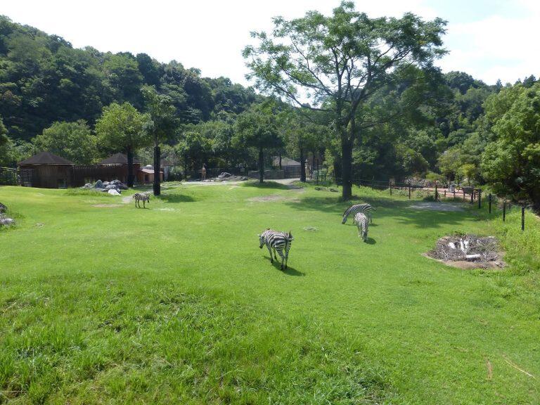 広大な草原が広がる「アフリカ・オーストラリア」ゾーン