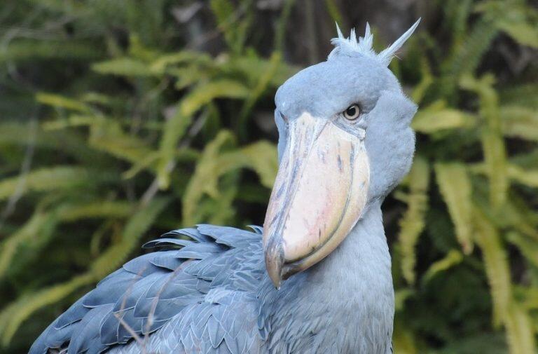「動かない鳥」としても有名な、園内で人気ナンバー1のハシビロコウ