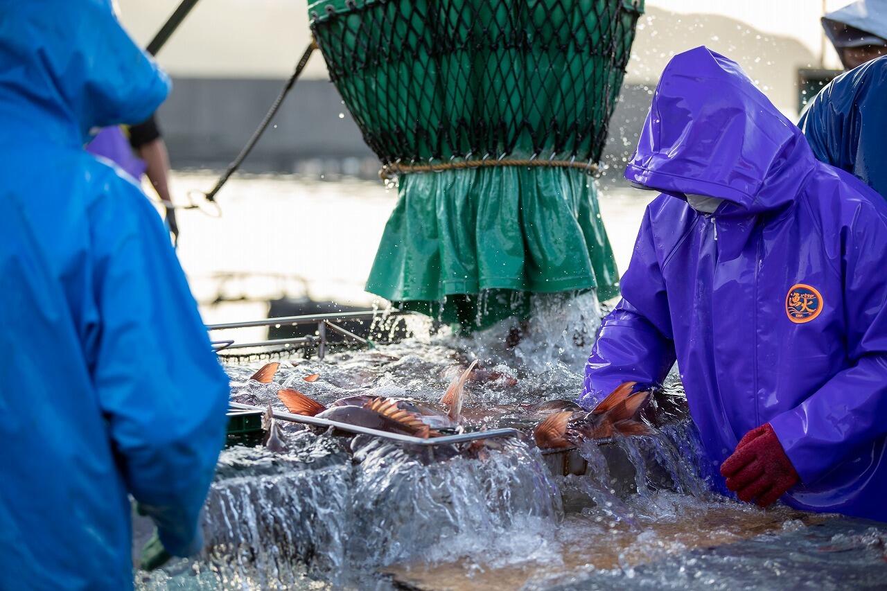 水揚げの様子