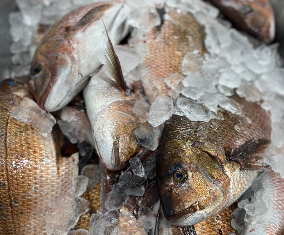 栄養豊富な宿毛湾で養殖された魚