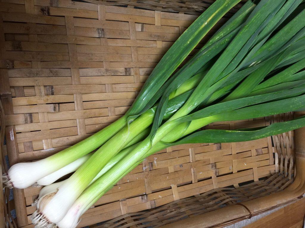 高知の絶品調味料『ぬた』