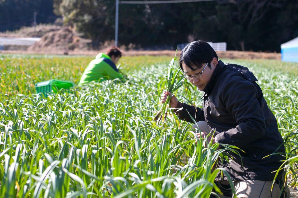 自社農園で育てる葉にんにくは、嶋崎さんが試行錯誤のうえたどり着いた完全無農薬有機栽培!