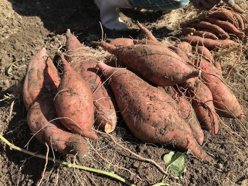 「東山(ひがしやま)」というおやつをご存じですか?その呼び名や誕生秘話は諸説ありますが、高知県西部の山村では昔から親しまれている干し芋のこと