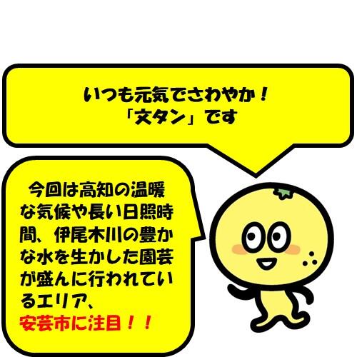 甘酸っぱい果肉と甘皮に魅了される「岡宗農園」の小夏♪