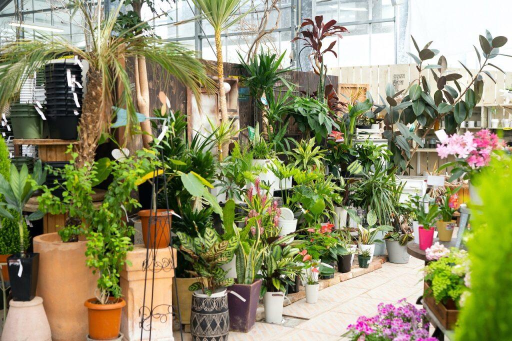 「岡宗農園」で栽培している小夏の品種は、3月～4月にかけて収穫する