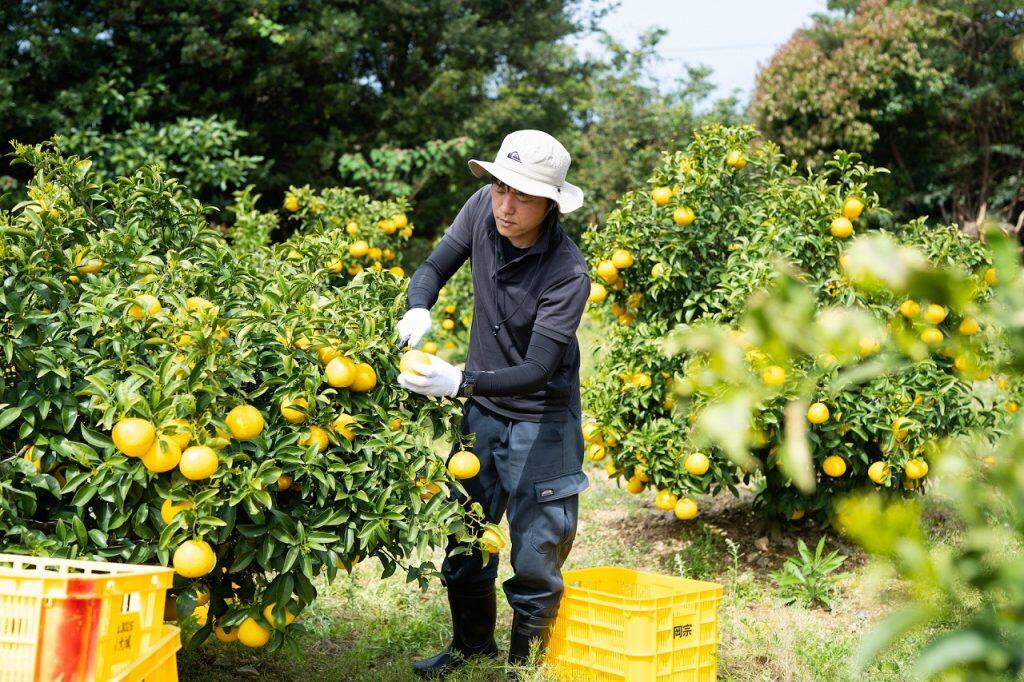 太陽の光をいっぱい浴びた露地栽培の小夏は、凝縮した濃厚な味わい