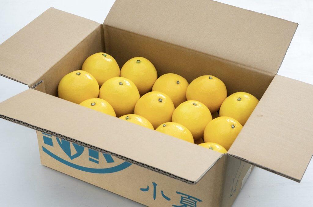 小夏の皮を剥ぐときは、果皮と果肉の間にある白い甘皮をなるべく多く残すのがポイント