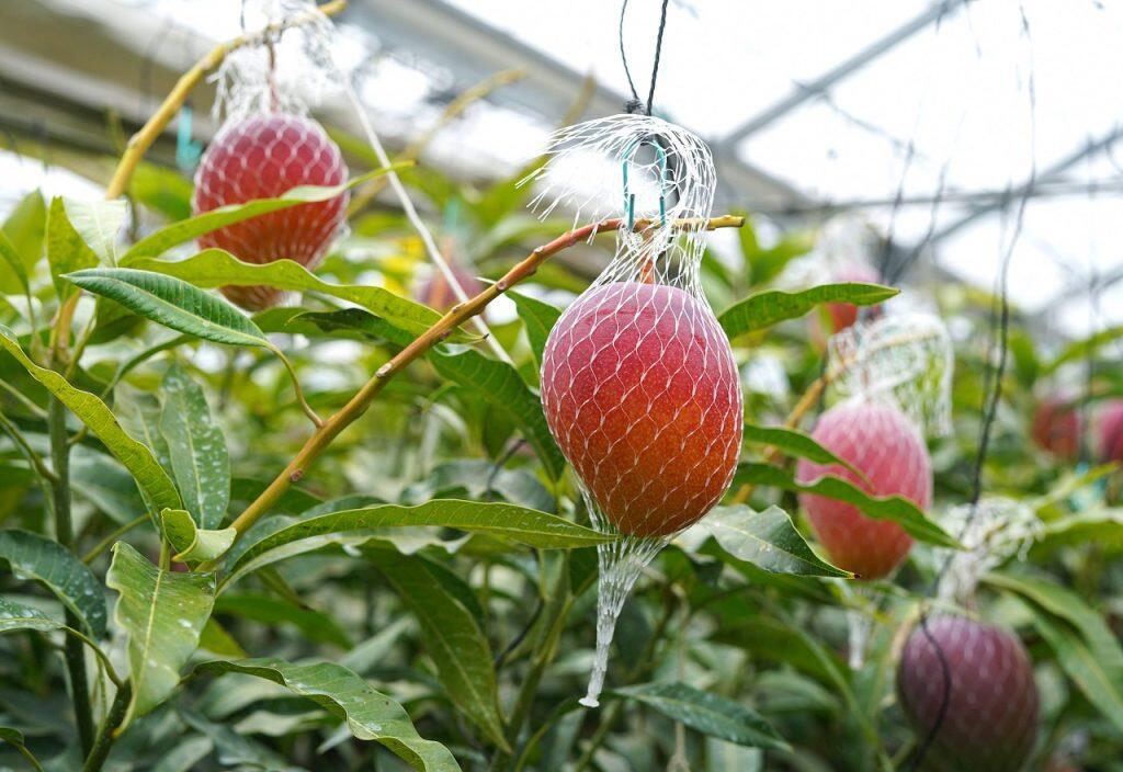 「岡宗農園」で栽培したマンゴー