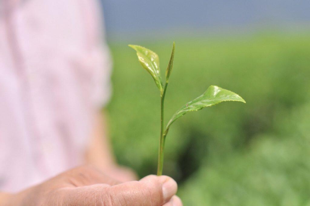 『安心・安全』のお墨付き！「天空四万十」の美味しい有機茶