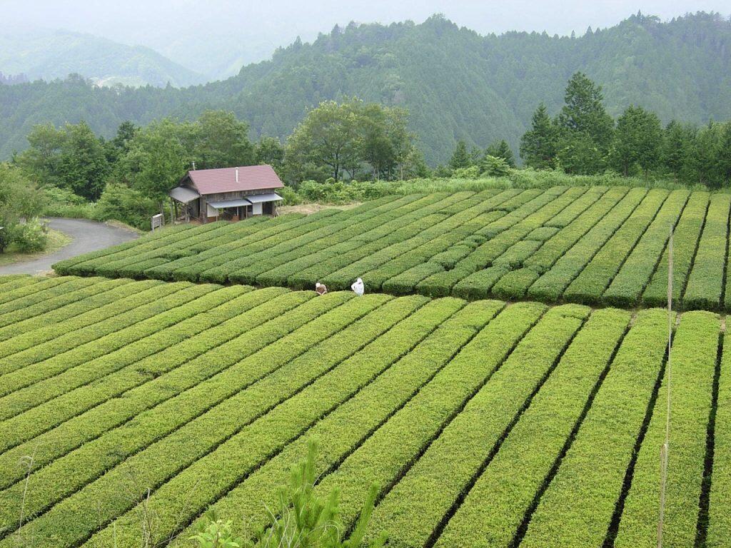 「天空四万十」の茶園は最大標高600mの場所にあり、高地ならではの寒暖差や澄んだ空気、清流・四万十川の最初の一滴が生まれる不入山(いらずやま)から流れる美しい水など、豊かな自然の恵みを受け、茶樹を大切に育てています。