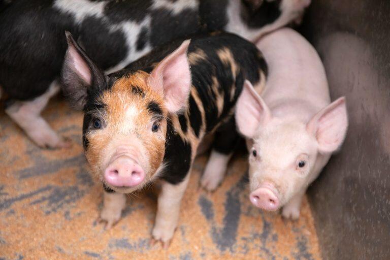 自然に近いのんびりとした環境で愛情たっぷりに育てることが、美味しさに繋がっている