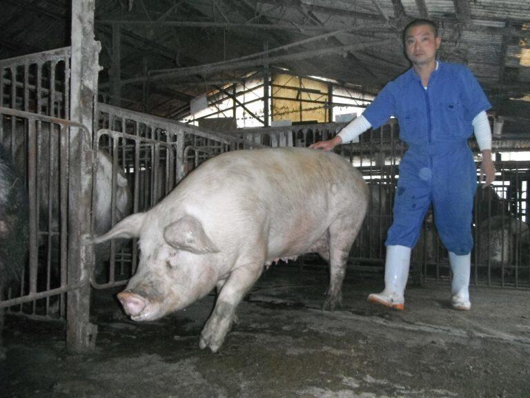 人の手で育てる昔ながらの飼い方