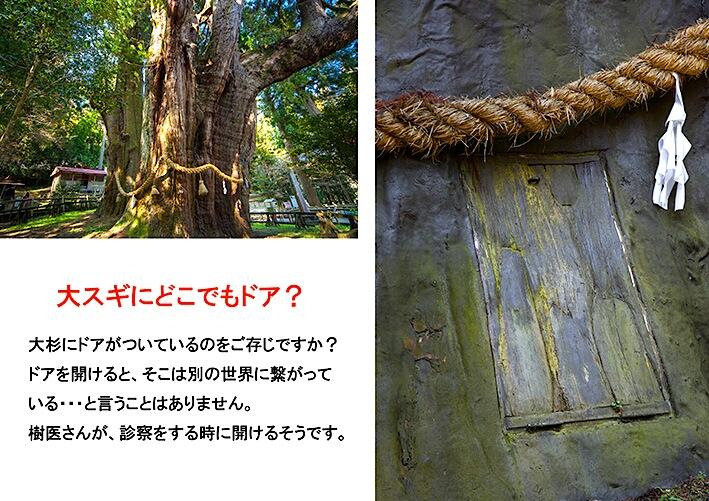 日本一の大杉として名高い「杉の大スギ」に謎のドアがあるのをご存知ですか?ドアを開けるとそこは別の世界に繋がっている、、、ということはありません。