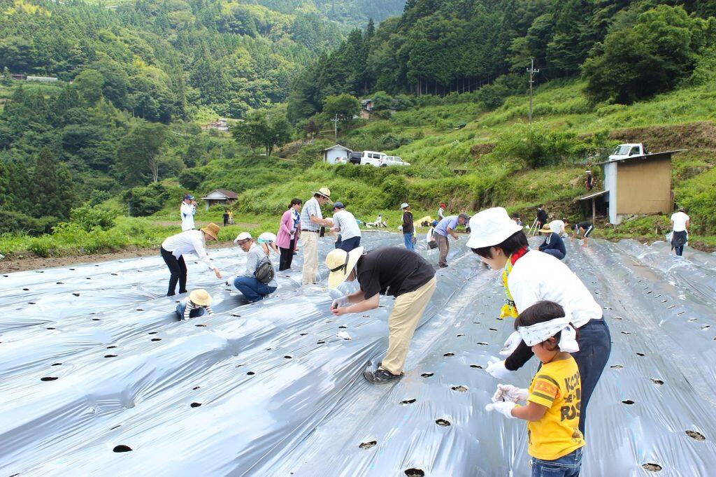 銀不老は、古くから大豊町で自家用に栽培され、縁起物の豆として祝いの席で食すなど、そのほとんどが地域内で消費されてきました。現在でも、年間生産量は約800kgと少なく、とても貴重な豆なんですよ。