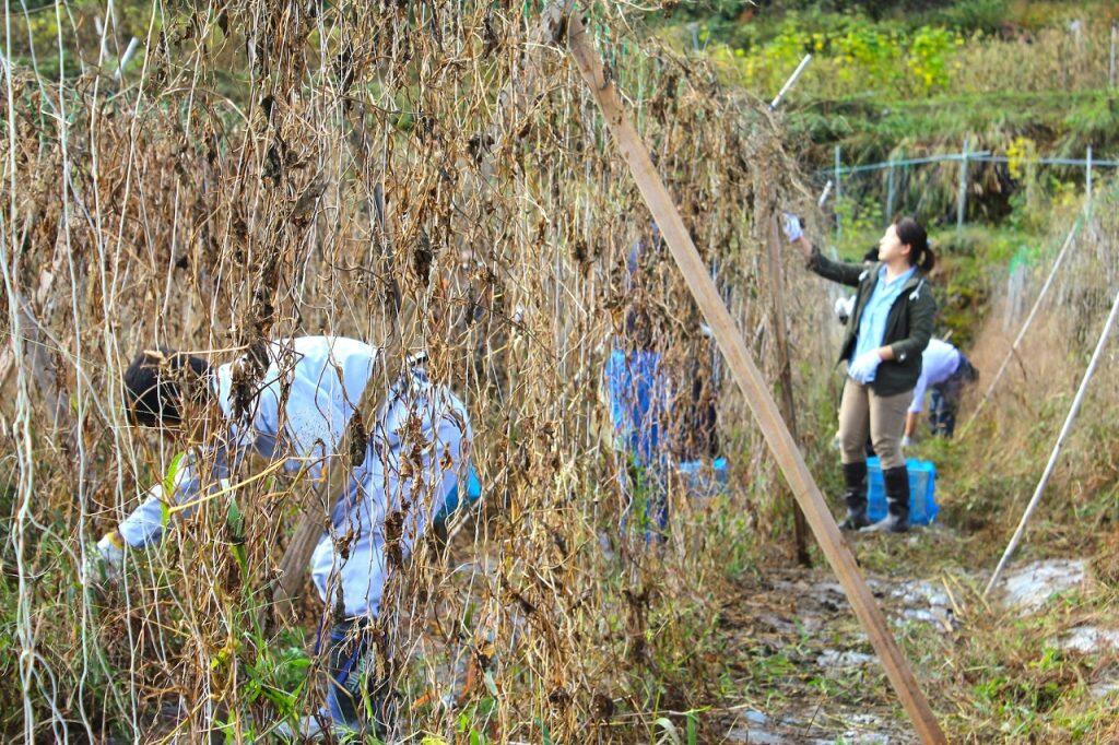 銀不老は、古くから大豊町で自家用に栽培され、縁起物の豆として祝いの席で食すなど、そのほとんどが地域内で消費されてきました。現在でも、年間生産量は約800kgと少なく、とても貴重な豆なんですよ。