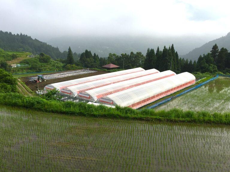 「大豊ゆとりファーム」は、過疎や高齢化による担い手不足や労働力の低下から農地及び地域を守るため、平成8年(1996)に第3セクターの株式会社として設立しました。