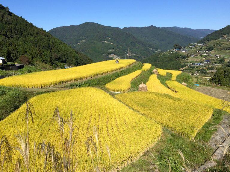 大豊町の大自然に育まれた美味しい棚田米と合鴨米