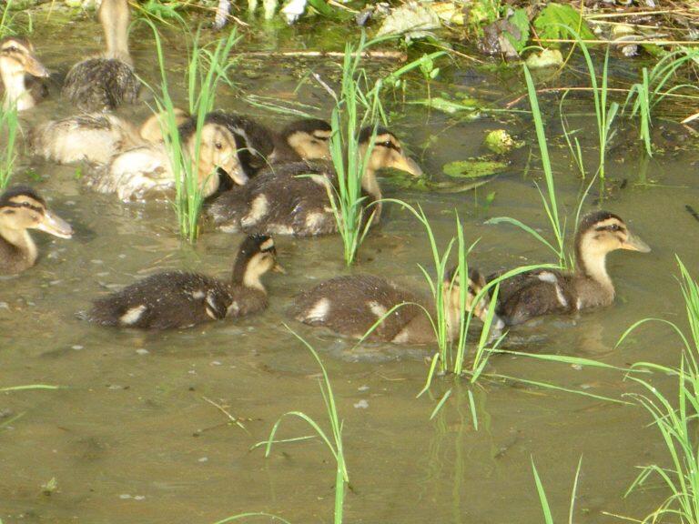 「合鴨米」は、田んぼに放した合鴨が、雑草や害虫を食べてくれる合鴨農法で作られているので、農薬、除草剤、化学肥料を一切使用していません。