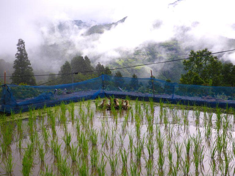 「合鴨米」は、田んぼに放した合鴨が、雑草や害虫を食べてくれる合鴨農法で作られているので、農薬、除草剤、化学肥料を一切使用していません。