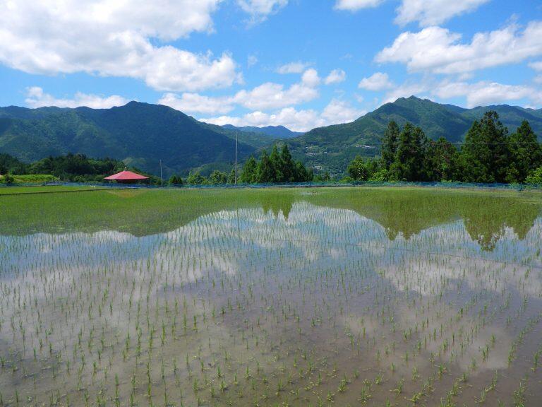 里山の気候や美しい水など、大自然の恩恵を受けた「棚田米」や「合鴨米」は、「大豊ゆとりファーム」のHPから注文できます。