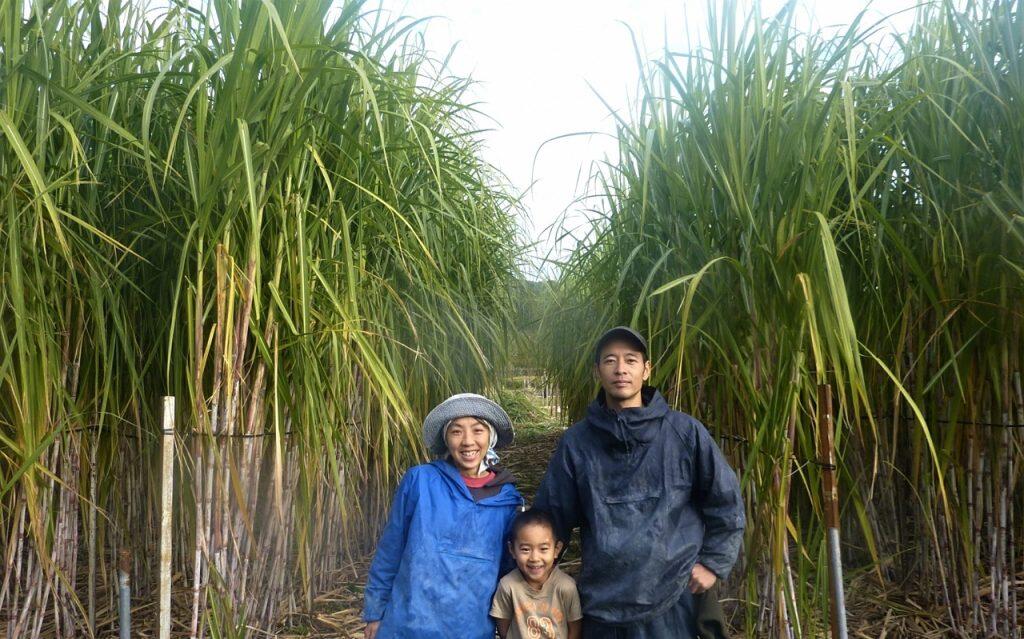 農薬・化学肥料を使わずにサトウキビを育てています