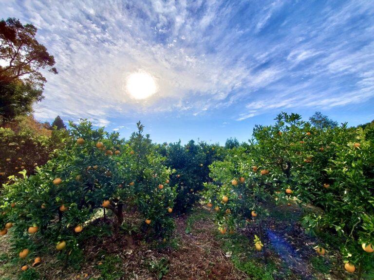 山と海と太陽の恵みで育った「フクチャンFARM」のぽんかん☆