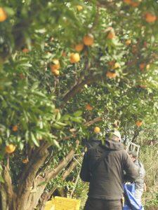 豊かな土壌にしっかりと根を張ったぽんかんは、東から昇る太陽をたっぷり浴びて、元気に育っています。