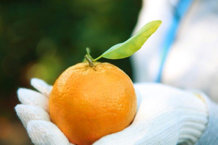 「フクチャンFARM」のぽんかんは、甘みと酸味のバランスが絶妙