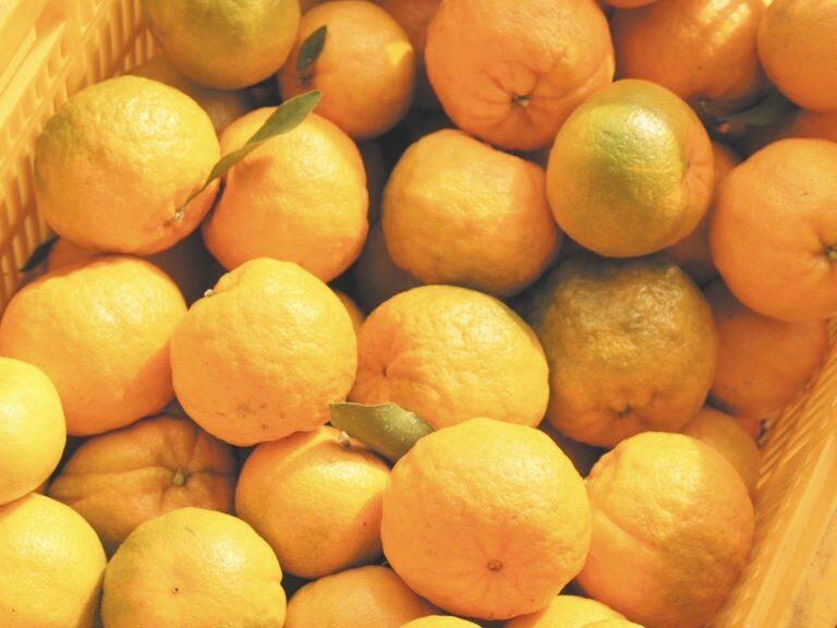 収穫時期の12月頃