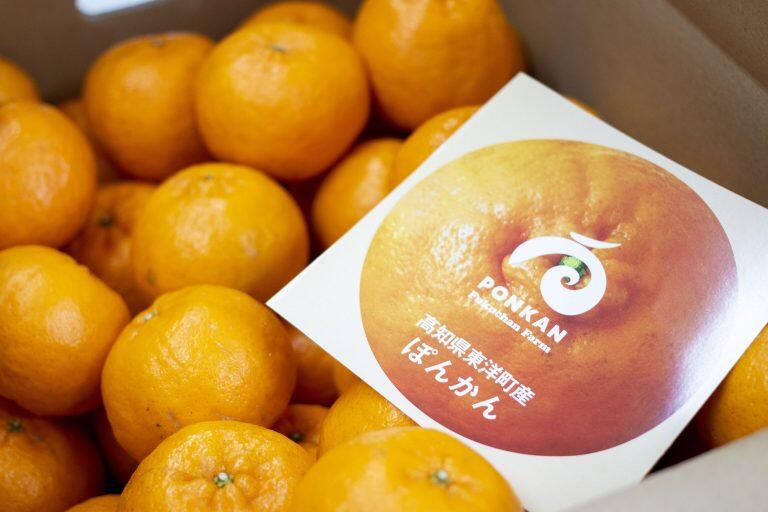 シーズン中(12月~1月)は、『ぽんかん収穫体験』を実施