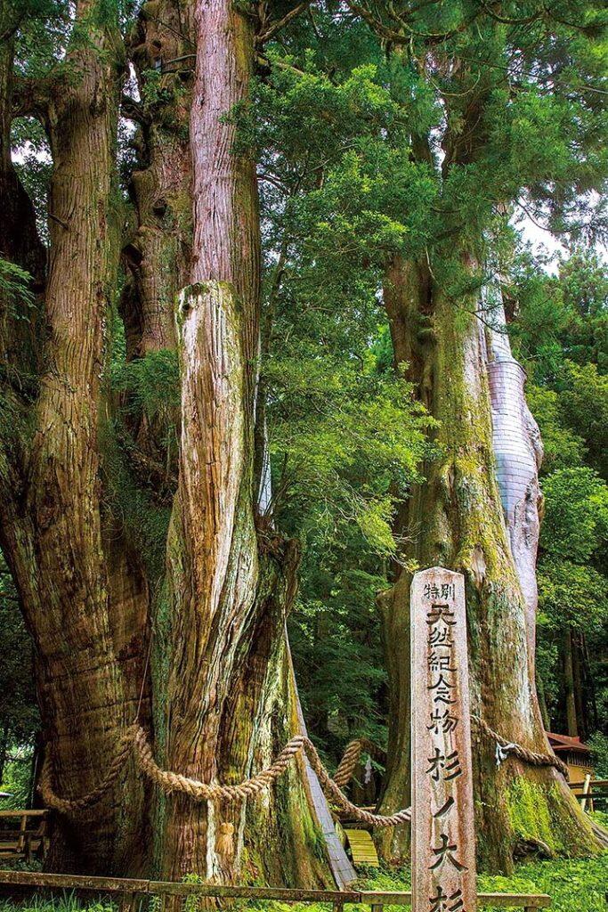 推定樹齢3,000年といわれる「杉の大杉」