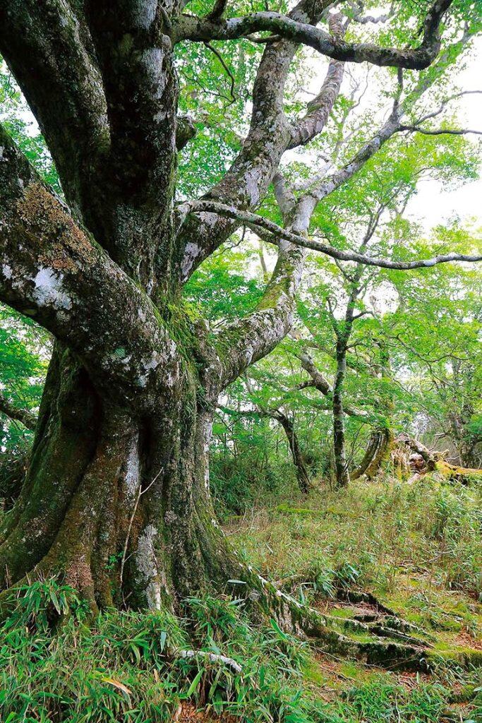 ブナの巨木の群生を見られる大座礼山