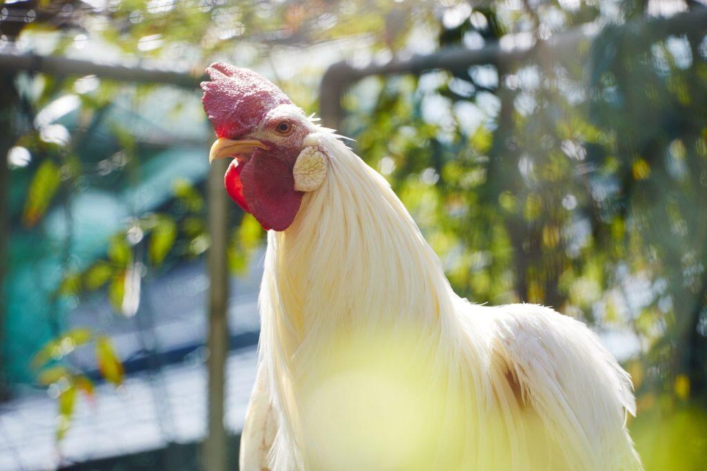 特別天然記念物に指定されている土佐のオナガドリ