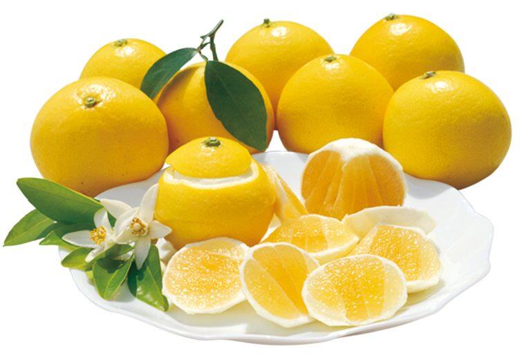 南国土佐の太陽をいっぱい浴びて育った果物『土佐小夏』