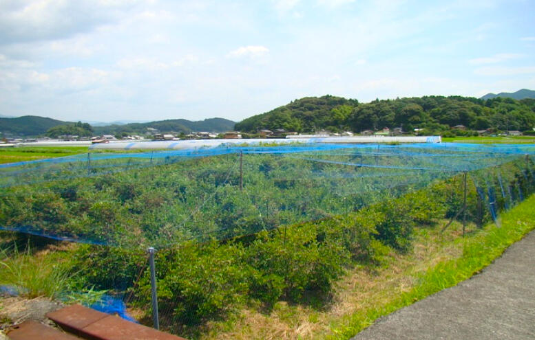 約10,000㎡の畑で、4,000本ほどのブルーベリーを栽培