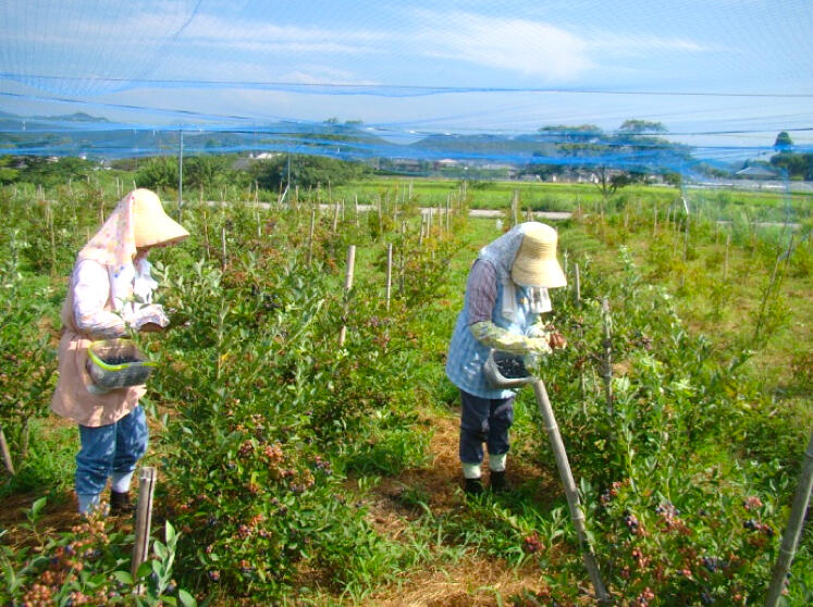 果実が熟れるまで丹誠込めて育てあげ、一粒一粒人の手で丁寧に収穫