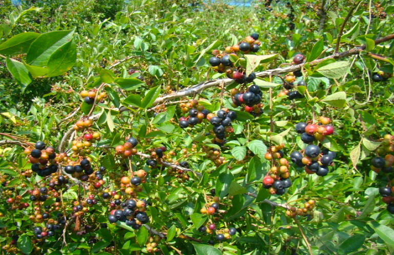 未熟だったり裂果した果実を手作業で取り除き、厳選したブルーベリーだけをジャムに使用