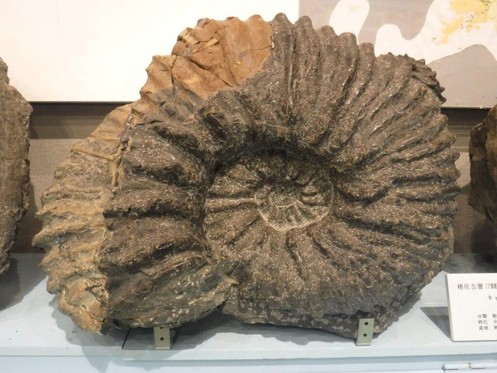 ナウマン博士や小林博士に関する資料、世界最古の化石、人気の三葉虫やアンモナイトの化石を展示している研究史コーナー