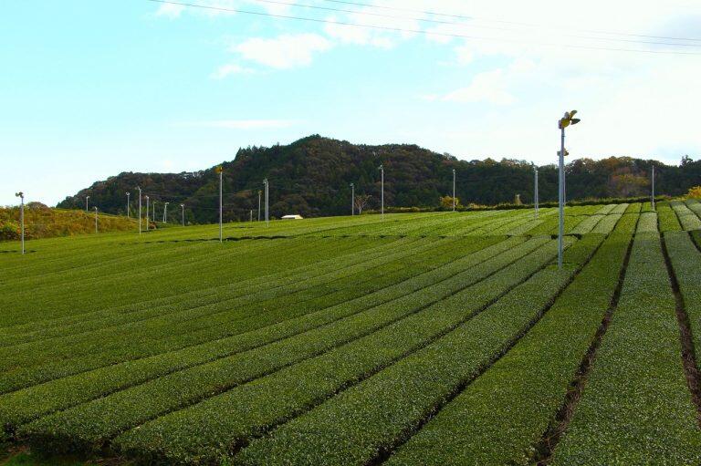 昭和7年創業、85年余の歴史をもつ「岡林製茶」のお茶畑