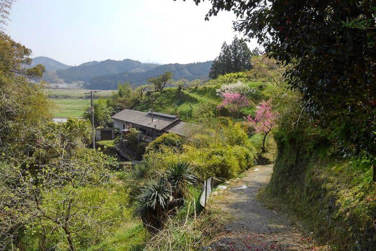 昭和7年創業、85年余の歴史をもつ「岡林製茶」のお茶畑は、佐川町二ツ野上京(海抜150m)、佐川町黒原字古心(海抜150m)、佐川町黒原字シャシャブガ峠(海抜350m)の3ヶ所にあります