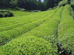 日本茶のプロが作る「岡林製茶」のお茶は、電話注文のほか、佐川町の中心部にある「さかわ観光協会」などでも購入できます