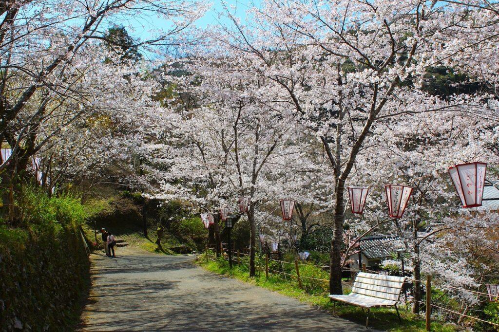 いにしえの風情が残る佐川町の町並みと桜
