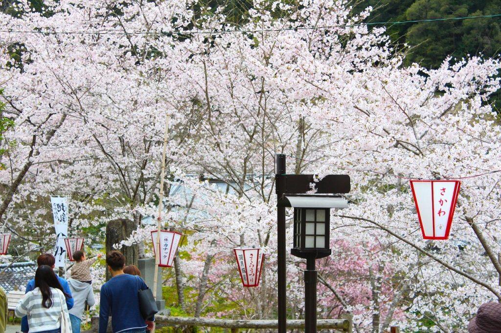 日本のさくら名所100選に選ばれた「牧野公園 」