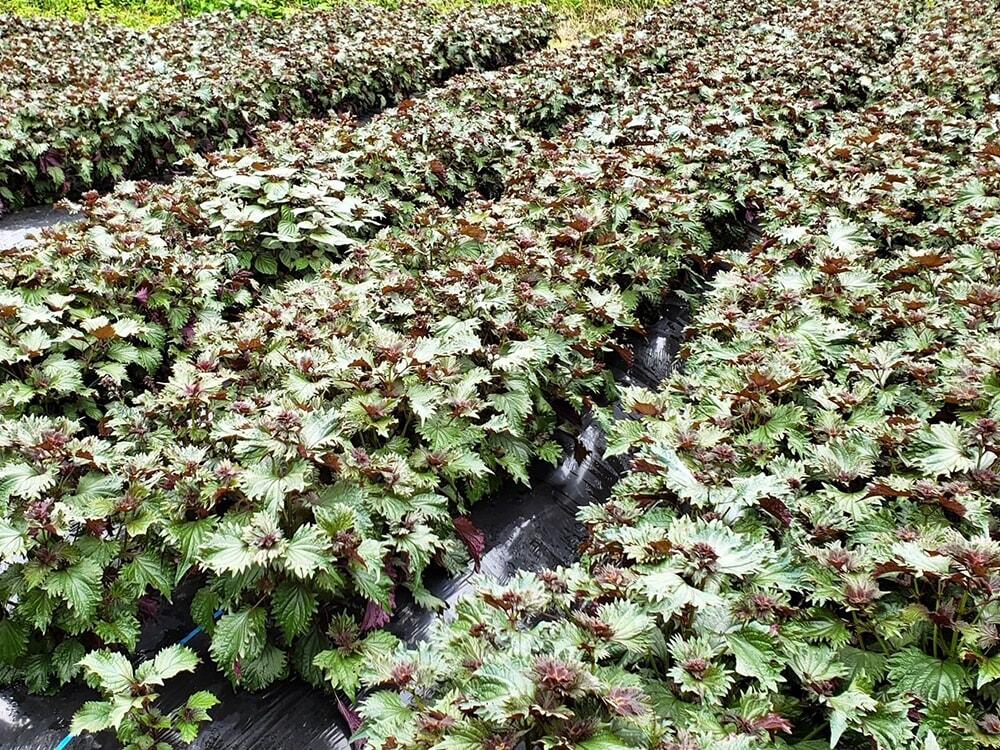 本山町汗見川(あせみかわ)地区で栽培されている「赤しそ」の写真/さめうらフーズ