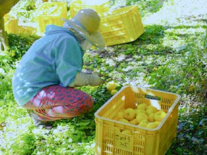 ゆずを収穫している様子/さめうらフーズ
