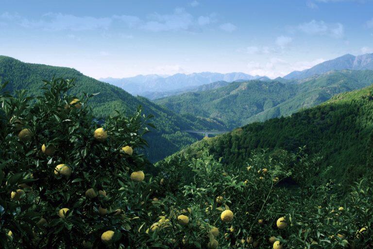 大豊町、本山町、土佐町、大川村の4町村からなる嶺北地域は、雄大な四国山地や美しい棚田、清らかな吉野川や四国の水がめと称される早明浦ダムなどの絶景に出会える、山と水に恵まれたエリア